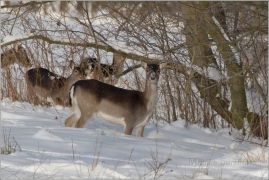 <p>DANĚK SKVRNITÝ (Dama dama) Šluknovsko - Valdek /Fallow deer - Damhirsch/</p>